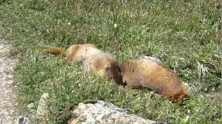 Angry Marmots