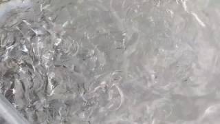 Look At All These Fish Its A Feeding Frenzy