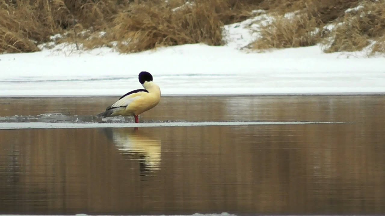 Большой крохаль (лат. Mergus merganser)