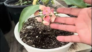 Vendida!! Morada en copas 