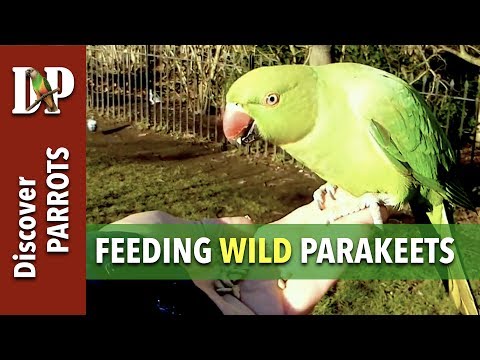 Video Feeding wild Rose-ringed parakeets in Kensington Gardens, London