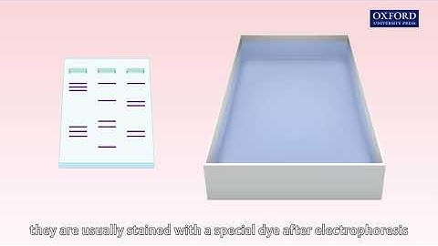 Animation 27.2 Gel electrophoresis