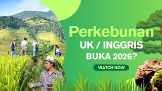 Perkebunan UK/INGGRIS buka 2026?