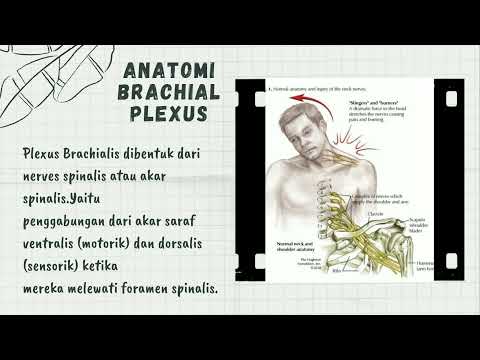 Video: Apakah itu plexus brachial?
