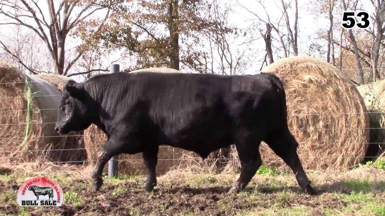 angus tasty Southeast Angus Classic Lot 53