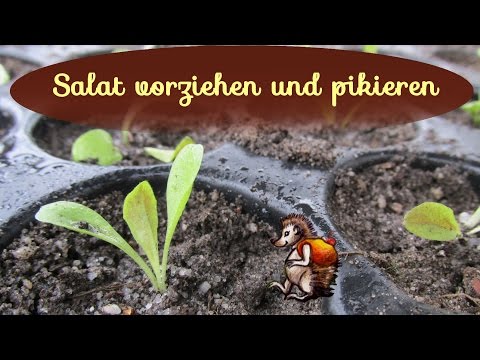 Video: Was ist Salal-Pflanze - Erfahren Sie mehr über die Pflege von Salal-Pflanzen