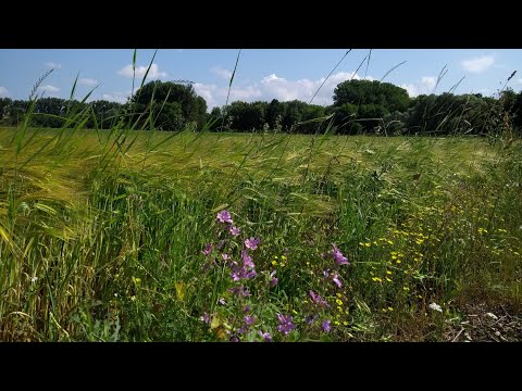 Calming And Healing Piano 💮- Beautiful Piano Music