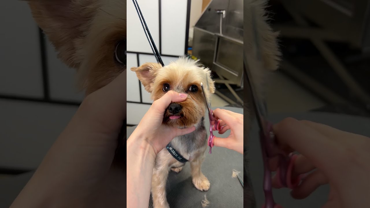 How Cute Is She After Grooming 