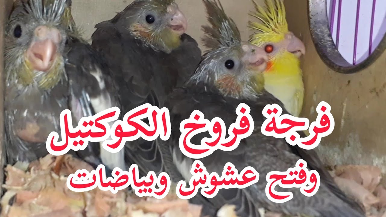 فرجة الزغاليل الكوكتيل وفتح عشوش وبياضات العصافير