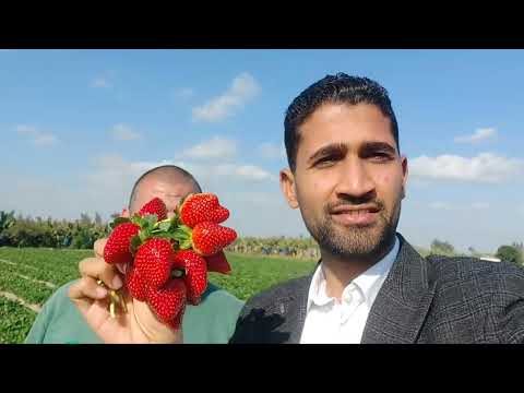 دول ملوك زراعة الفراولة في مصر إنتاج الفدان بيوصل 30 طن حاجه خيااال