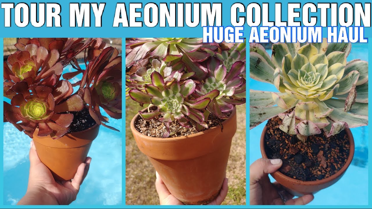 Tour of my Aeonium collection & huge Aeonium plant haul - YouTube