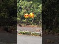 🐿️🌰#trending #travel #travelvlog #viral