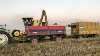 New Holland Clayson 1545 Buğday Hasadi Ve Saman Yapimi Alkan Patoz