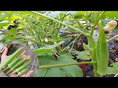 Video Cách trồng đậu bắp trong chậu chi tiết nhất | How to... - youtube