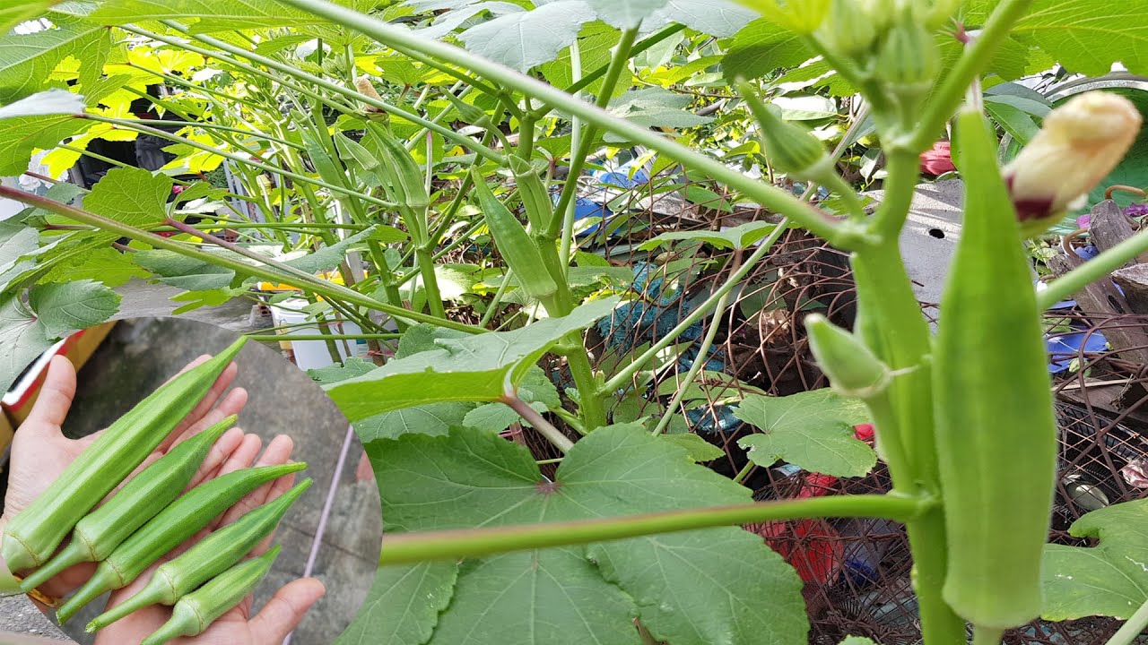 Cách trồng đậu bắp trong chậu chi tiết nhất | How to grow organic okra at home