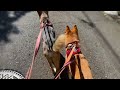 【保護犬たち】ビビリ犬がビビり犬を頼って散歩