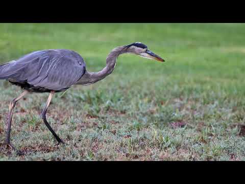 Great blue heron catches gopher in 4K