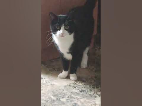 # котик Феликс# - YouTube