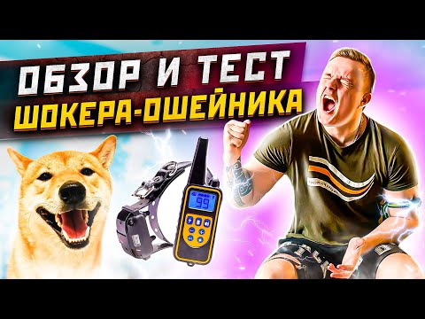 ТЕСТ и ОБЗОР Шокера-Ошейника для Собак. Пробую на себе!