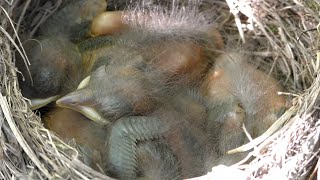 Common Blackbird's nest  from egg to first flight