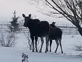 Moose Has The Munchies