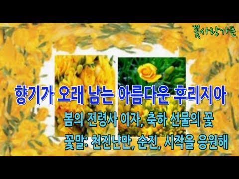#화초키우기(19) 오래 오래 기억나는 향기의 매력, 아름다운 후리지아(freesia)의 꽃말은 천진난만 순진 시작을 응원해, 봄의 전령사 선물의 꽃