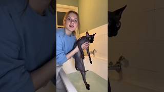 How to Properly Wash a Sphynx Cat