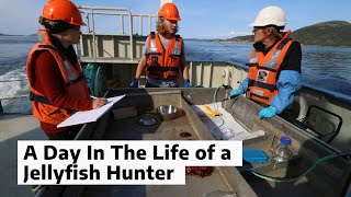 A Day In The Life Of A Jellyfish Hunter Ntnu