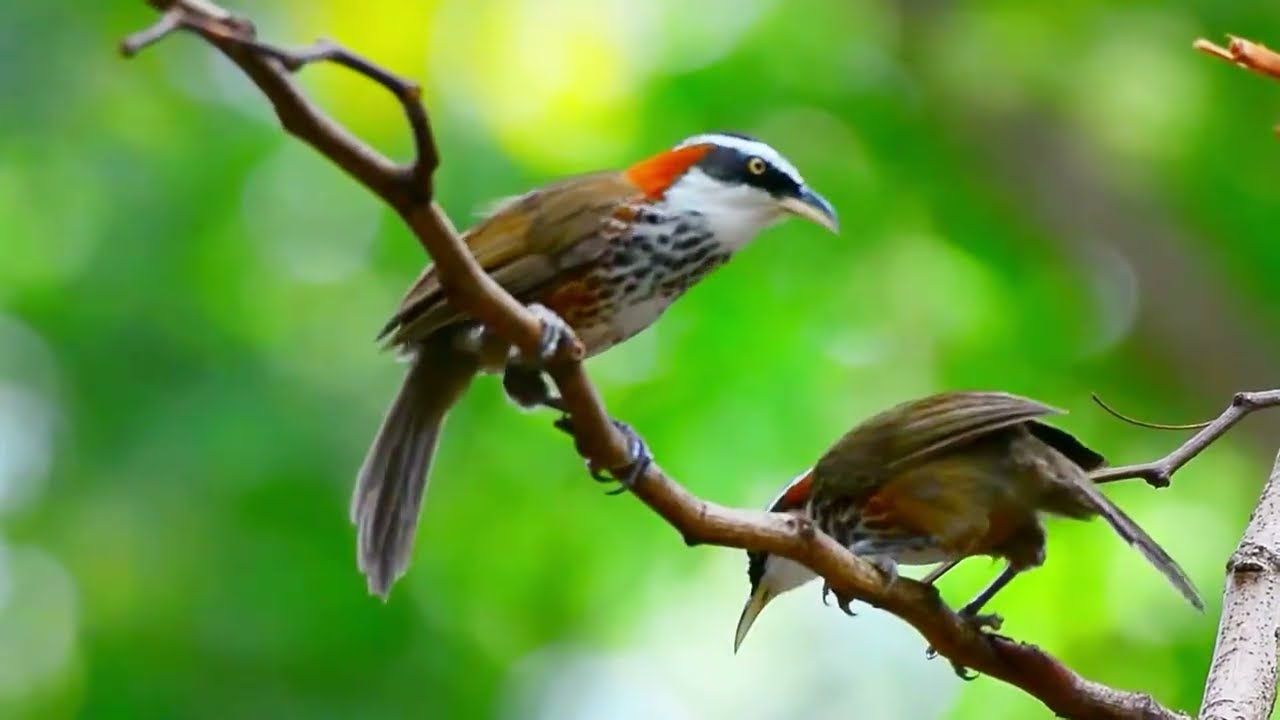 Calls of the Malayan Scimitar Babbler: Rare Jungle Bird Vocalization!