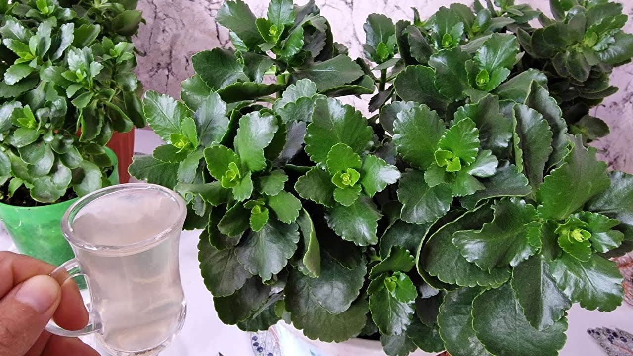 BİR BARDAK VERİN😉 KALANŞOLAR BOL BOL ÇİÇEK AÇSIN✅️ Bunu KESİNLİKLE Deneyin