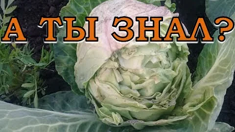 Почему трескается КАПУСТА?