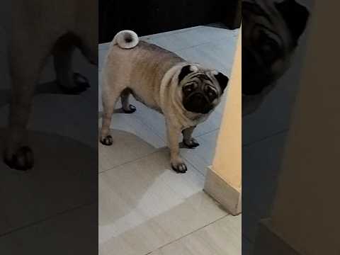 Everytime!😂 #dog #pug