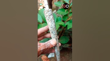PASTI ENAK 💥 | TIDAK ADA YANG TIDAK ENAK #piparokok #once #kipah #santangan