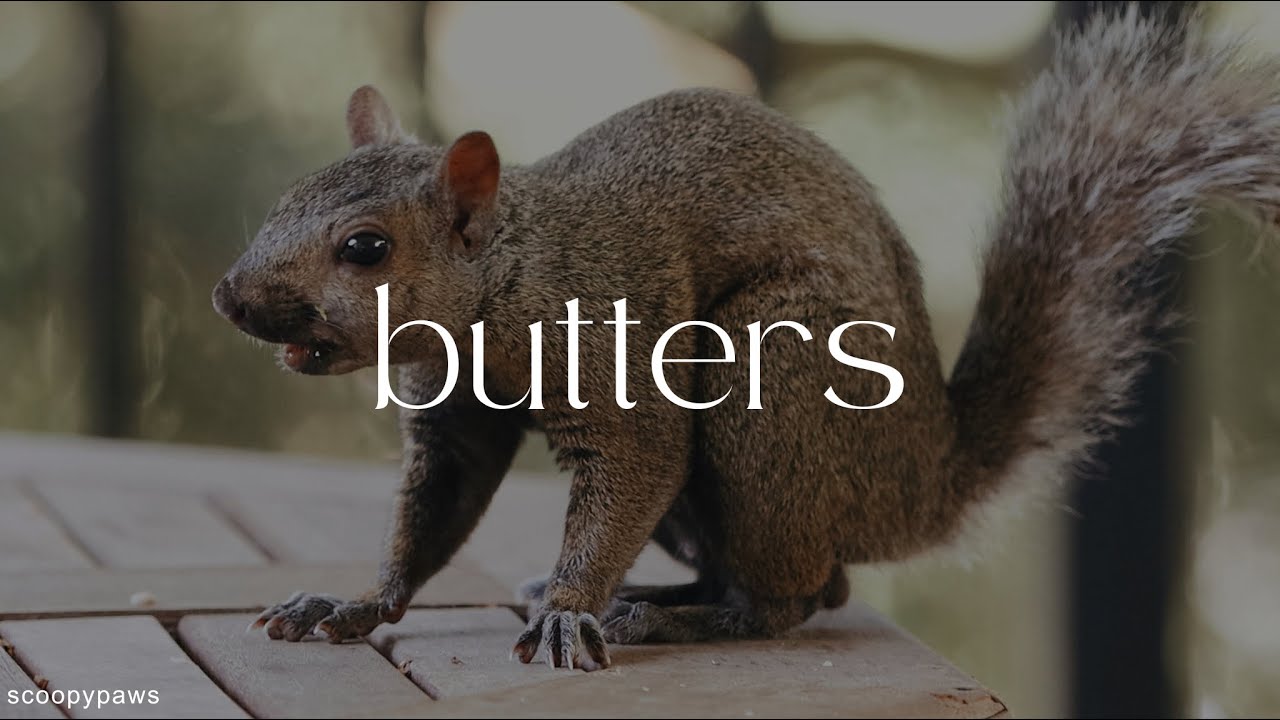 cute squirrel eating a macadamia YouTube