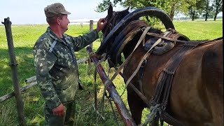 ОБУЧЕНИЕ ЛОШАДЕЙ/ ДРУГ ЗАНИМАЕТСЯ ЛЮБИМЫМ ДЕЛОМ