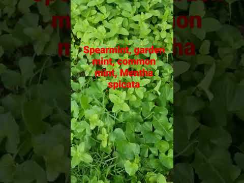 Video: Is mentha spicata groene munt?
