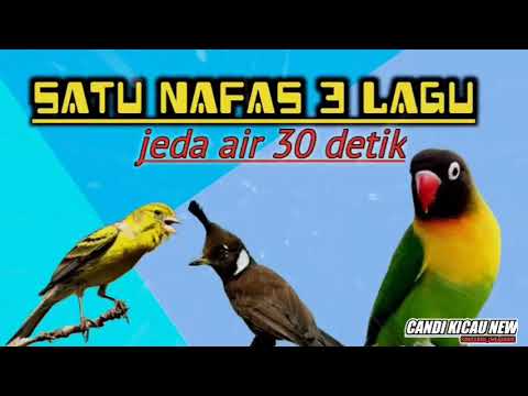 SATU NAFAS 3 LAGU 🔴 KENARI-LB-CILILIN jeda air 30 detik