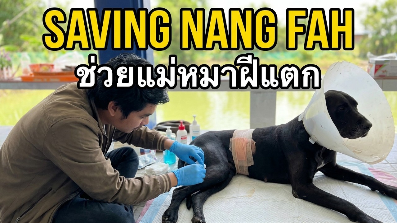 The Dog Has An Abscess. A Dangerous Condition That Owners Must Treat ...
