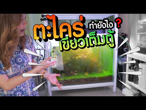 วีดีโอ: วิธีทำความสะอาดตู้ปลาของสาหร่ายสีเขียวบนกระจก