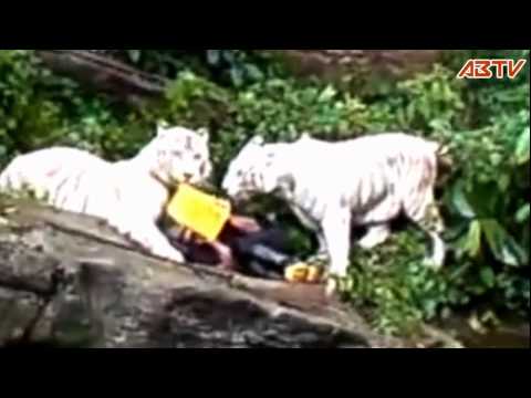 White Tiger Attack at Singapore Zoo(latest edited)