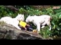 White Tiger Attack at Singapore Zoo(latest edited)