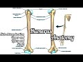 Humerus anatomy, side determination, upper end, lower end , shaft features, in tamil