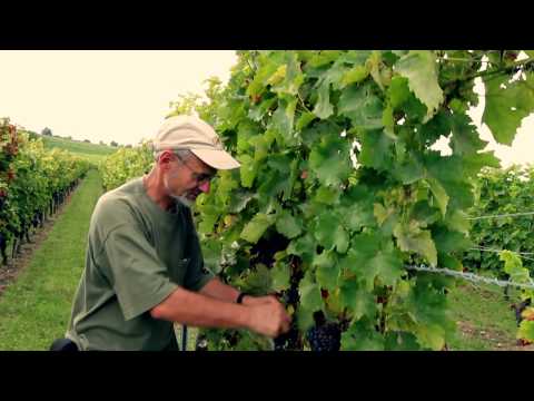 Agricultural Meteorology in Rhineland-Palatinate, Germany