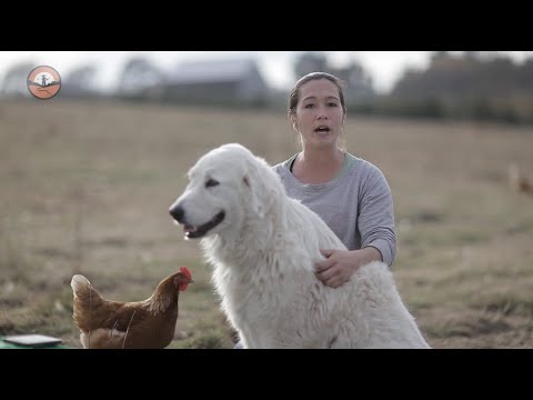 Video: ¿Por qué los perros de ganado tienen tanta energía?