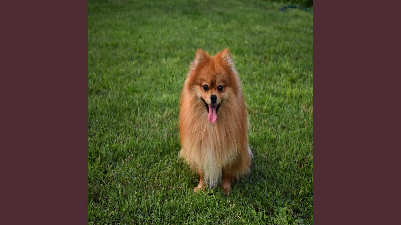 Obejrzyj Tiny Beast w YouTube Obejrzyj Tiny Beast w YouTube