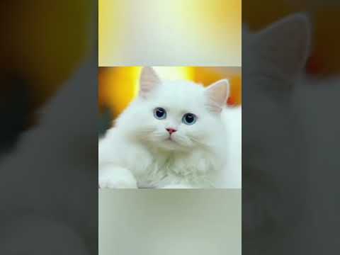 صور قطط كيوت So Cute
