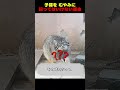 子猫を むやみに飼ってはいけない理由