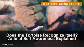 Does the Tortoise Recognize Itself Animal Self-Awareness Explained