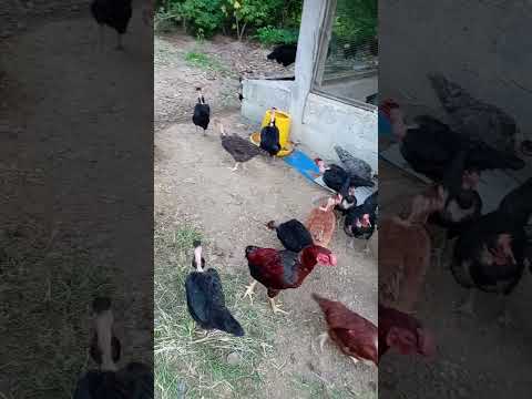 countri hens