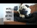 Weird Things My Pug Does